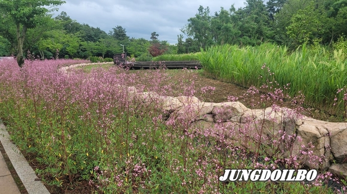 개정향풀