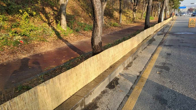 가로수 제설제 차단막을 설치한 띠녹지.