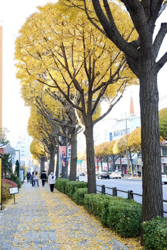 수원시 가로수길의 사계절 풍경.