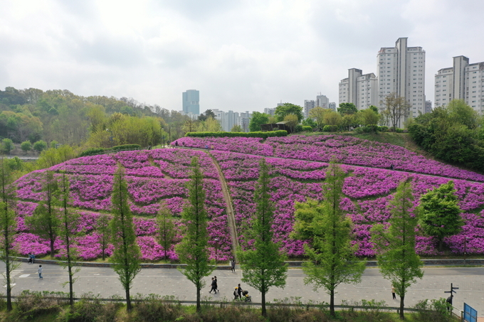 광교호수공원 철쭉동산