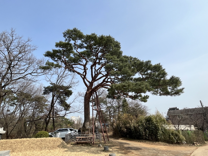 수원시 보호수