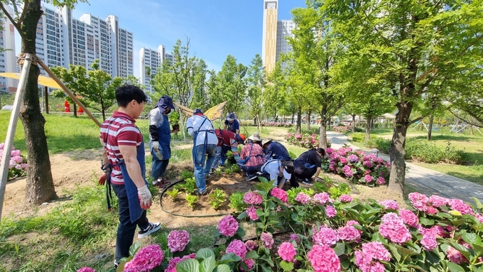 새빛수원 손바닥정원단이 수국정원을 조성하고 있다.
