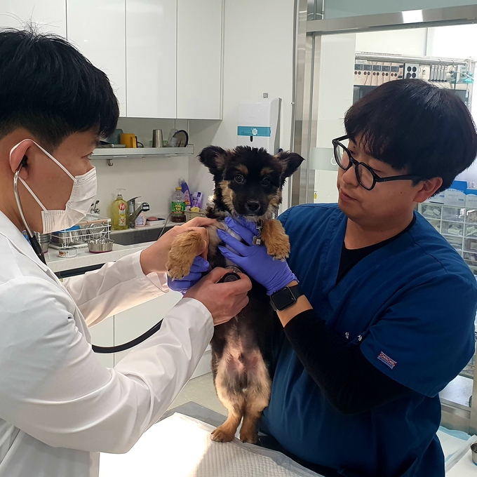 반려동물 진료사진 = 자료사진 경기도