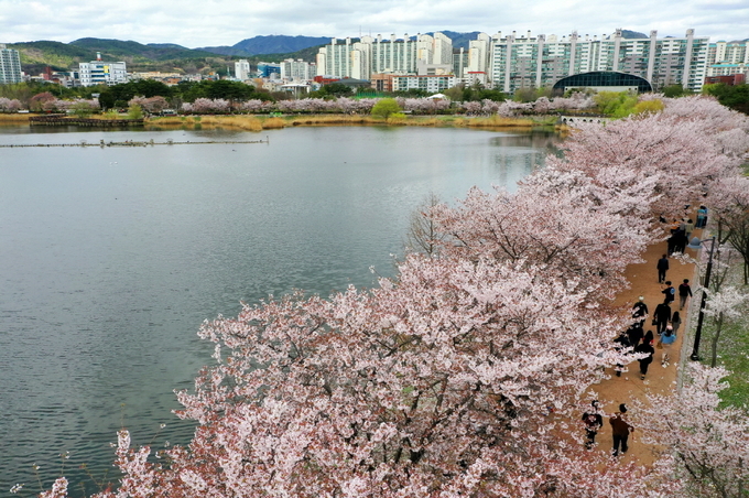 만석공원 만석거 저수지 둘레로 벚꽃이 활짝 피어있다.
