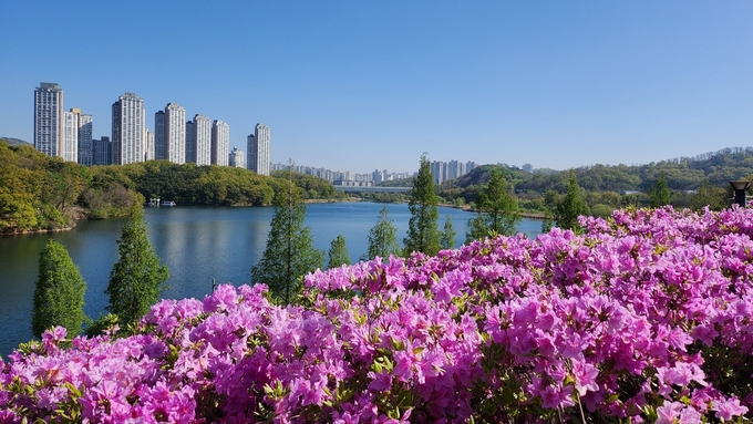 광교호수공원에 조성된 철쭉동산