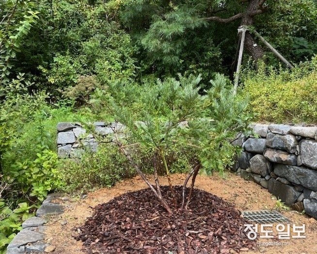 영흥수목원 정조효원에 식재한 화성 융릉 개비자나무 후계목.