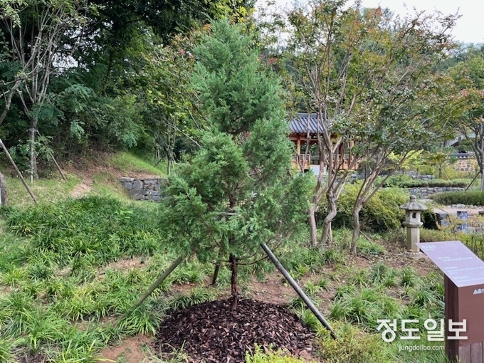 창덕궁 향나무 후계목.