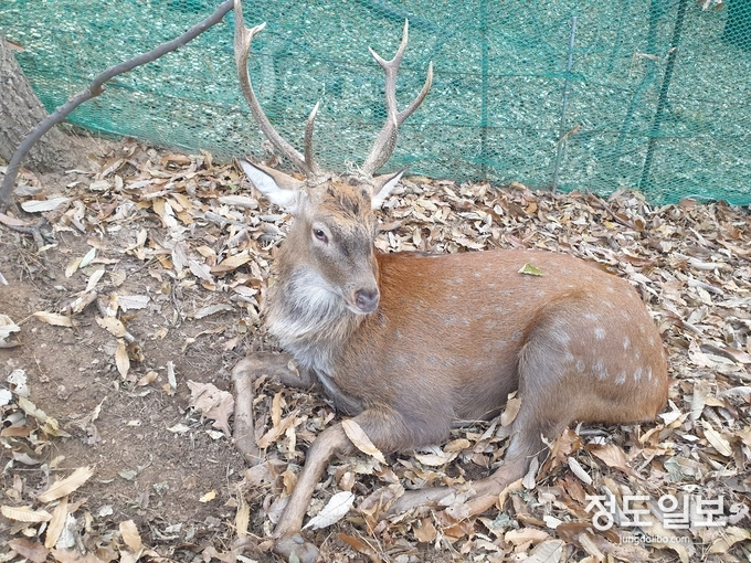 9일 오전 하광교동의 한 농장에서 포획한 사슴.