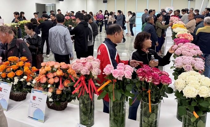 경기도농업기술원이 개최한 장미 신품종 및 육성계통 평가회 현장.