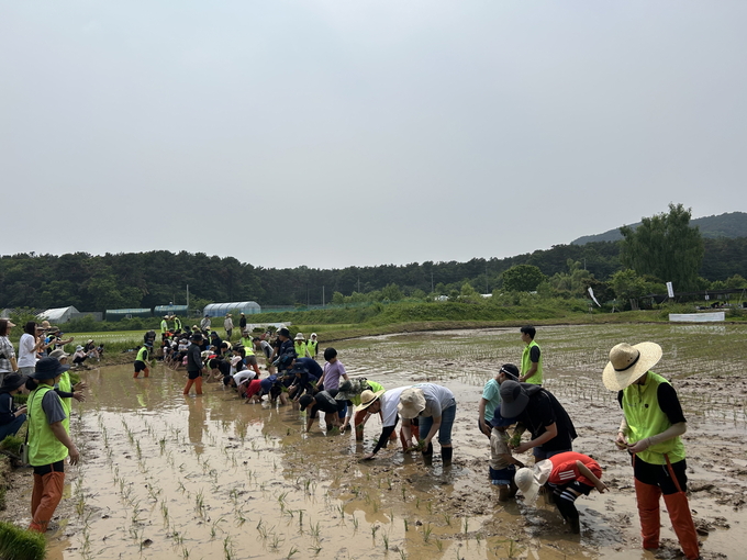 참가자들이 전통 모내기 체험을 하고 있다.