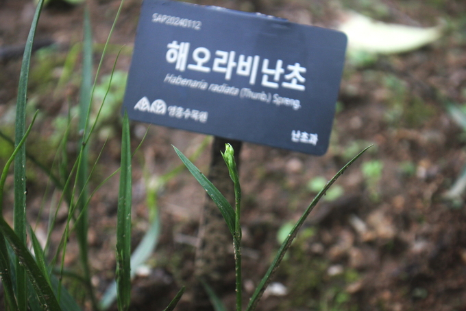 영흥수목원 두충나무 숲에서 꽃대를 올린 해오라비난초.