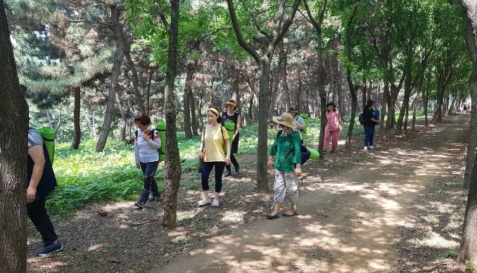 숲 속 걷기 프로그램