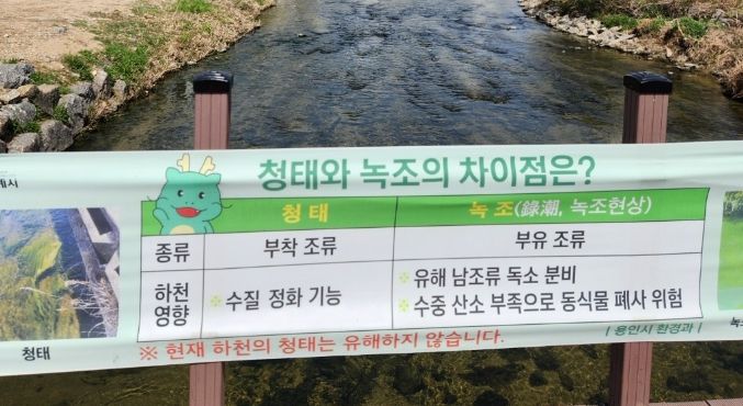 용인특례시가 청태에 대해 지나치게 우려하지 않아도 된다고 안내하는 현수막을 제작해 하천 8곳에 설치했다. 사진은 탄천에 설치된 현수막