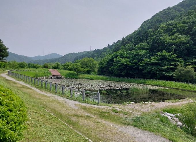 용인특례시가 길업습지에 반딧불이 서식처 복원을 위한 식생환경 조사를 벌인다