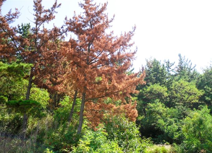 소나무재선충병