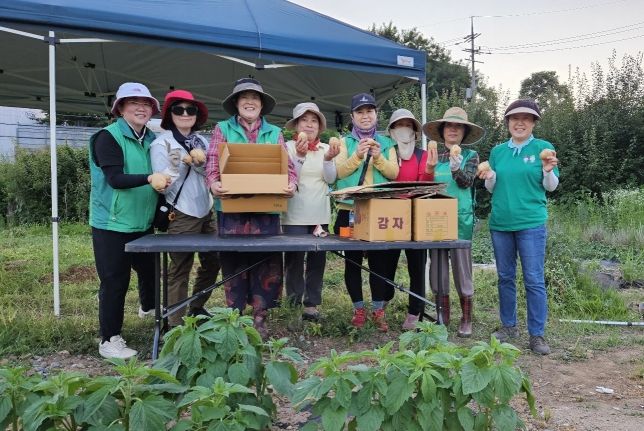 오산시 신장2동, 직접 키운 감자로 실천하는 사랑의 감자 나눔