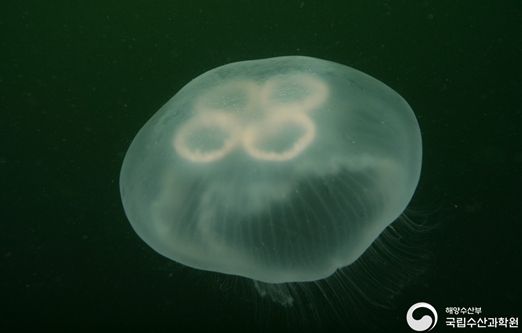 보름달물해파리