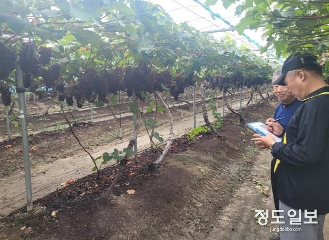 제17회 안성맞춤 포도축제, 농가 방문으로 준비 상황 점검