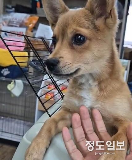 파주시, 10월 25일까지 명예동물보호관 추가 모집