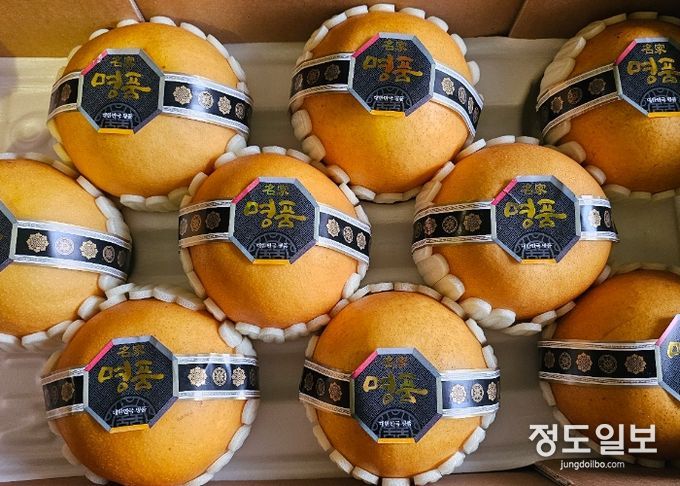 안성 ‘신화’ 배, 싱가포르 프리미엄 시장 개척 신화 만든다!