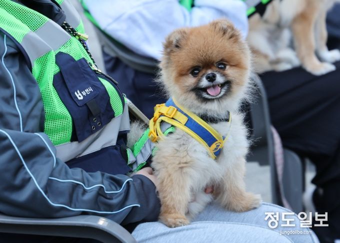 반려견순찰대 발대식 사진