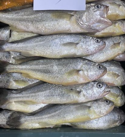 영광군, 양식 참조기