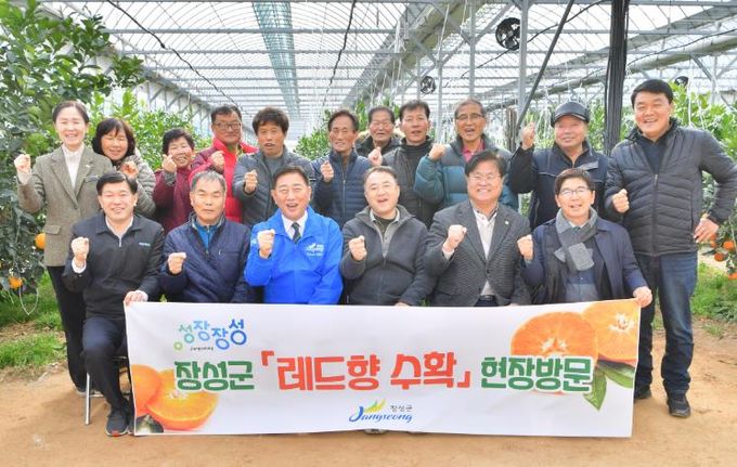 장성군, 설 선물로 좋은 고급 과일 ‘레드향’ 수확