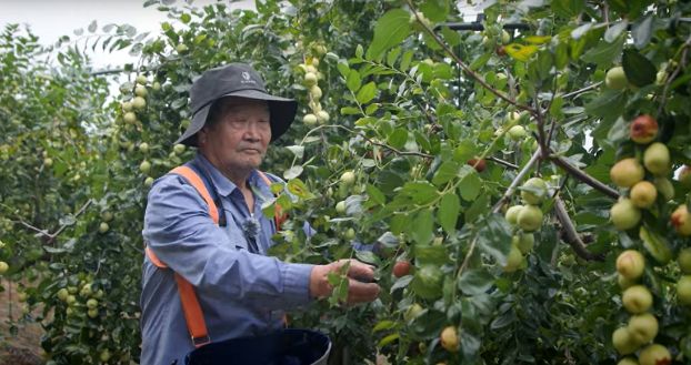 사과대추 농가 유기질비료 지원사업 신청·접수