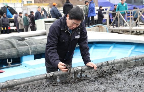 고흥군, 물김 가격 하락 대응위해 수급 안정 최선