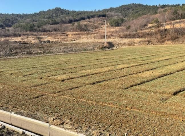 영광군, 맥류 생육재생기 웃거름 적기 시용 당부!