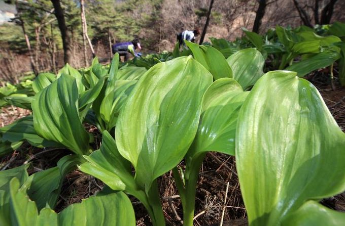 산청군 차황면 산마늘 잎 수확