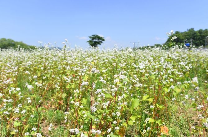 성남 탄천 5950㎡ 규모 메밀꽃밭 '장관'