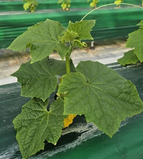 시설채소 최대 골칫거리 없앤다