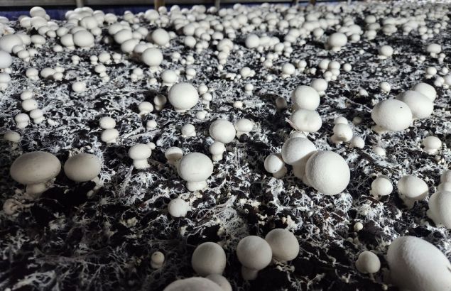 고품질 양송이 생산 위한 환절기 환경 관리