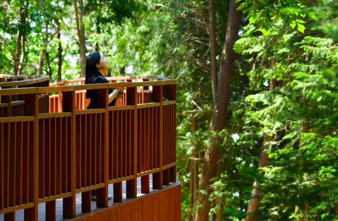 장성 축령산 하늘숲길을 찾은 관광객.