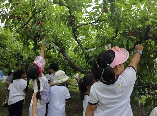 수원시 과수공원에서 아이들이 과일 수확 체험을 하고있다.