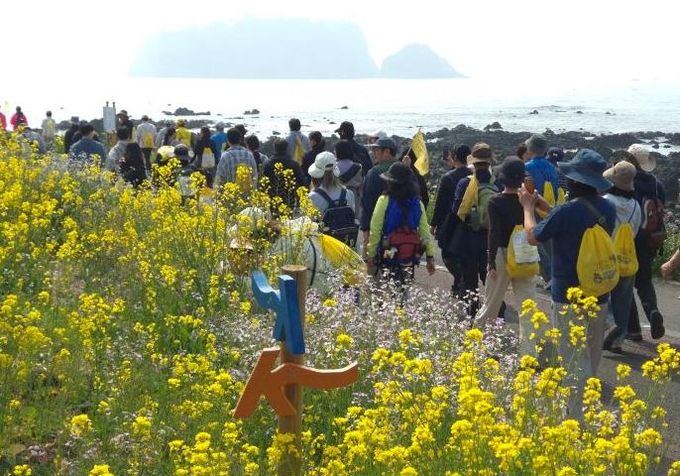 제28회 서귀포 유채꽃 국제걷기대회