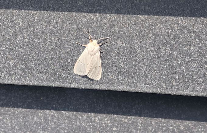 미국흰불나방 조기 출현…초기 방제 ‘비상’