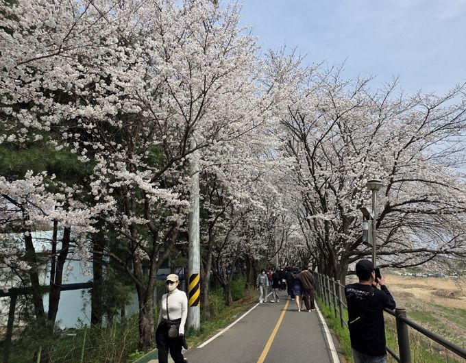 세종의 봄 알리는 '조치원 봄꽃 축제' 성료