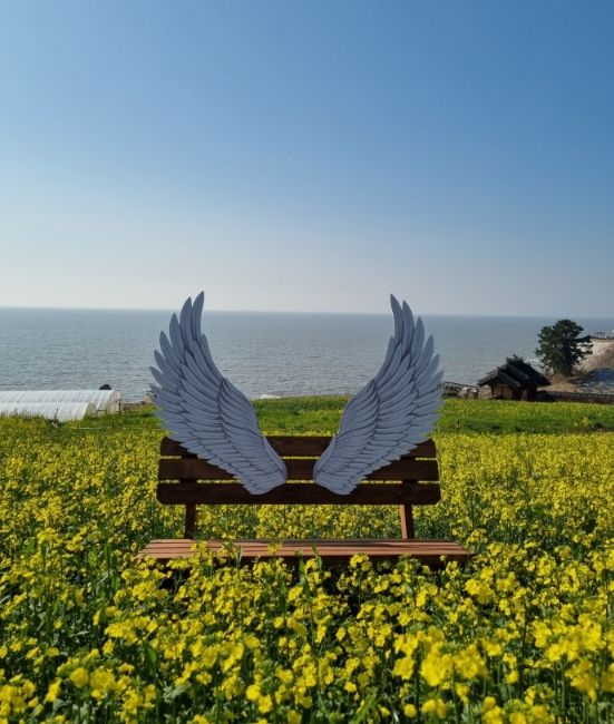 영광군, 새 포토존과 함께 유채꽃 만발한 봄 풍경 제공