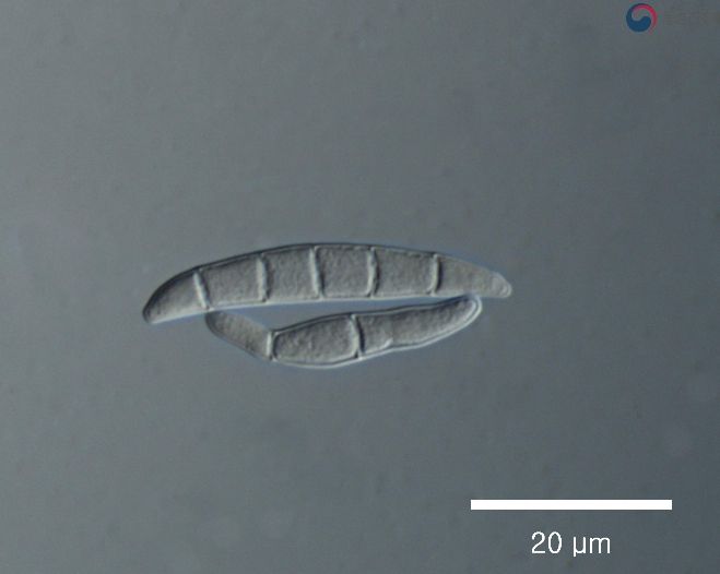 맥류 출수기 붉은곰팡이병 등 병해충 적기 방제 당부