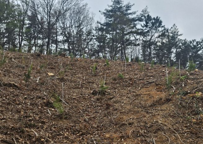 소나무재선충병 피해지 ‘수종 전환’ 확대 추진